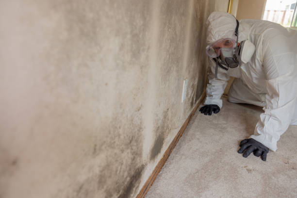 Best Black Mold Removal in Riverview, SC